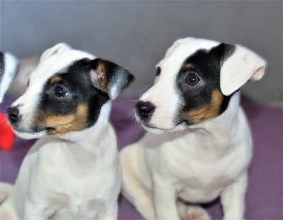 Jack Russell Terrier tenci 