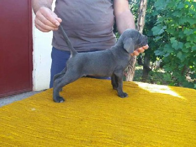 Cane Corso tenci 