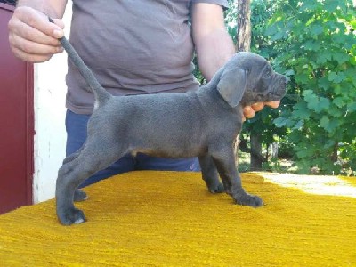 Cane Corso tenci 