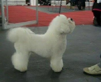 Bichon Frise(Bion)-tenci