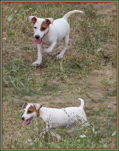 Jack russell terrier,ampionskog porekla