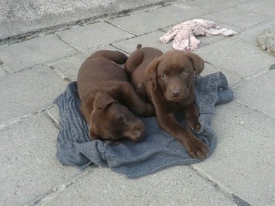 Labrador retriver okoladni tenci