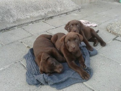 Labrador retriver okoladni tenci