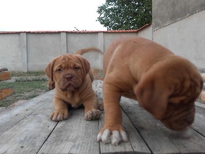 Bordoka doga tenci na prodaju