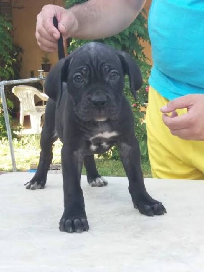 CANE CORSO 