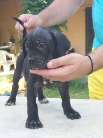 CANE CORSO 