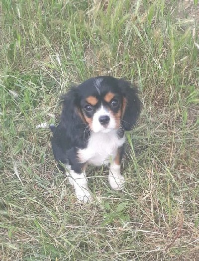 Cavalier King Charles spanijel tenci 