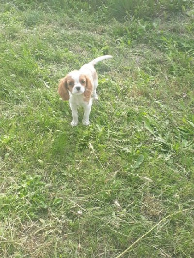 Cavalier King Charles spanijel tenci 