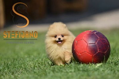 Pomeranac Boo prelepo ensko tene