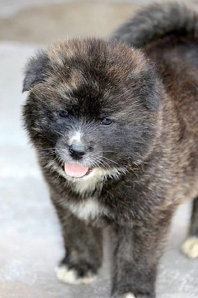 Japanska Akita