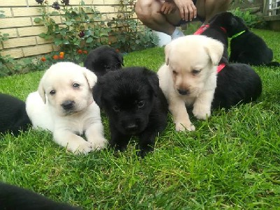 Labrador retriver stenci prelepi