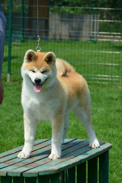 Akita inu, stenci visokog izlozbenog kva