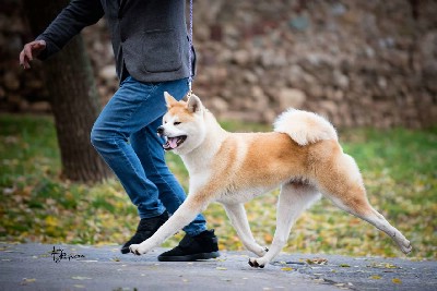 Akita inu, stenci visokog izlozbenog kva