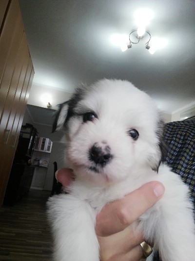 Coton de tulear 