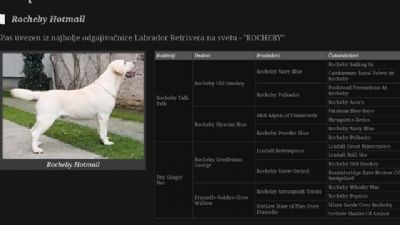 LABRADOR stenci