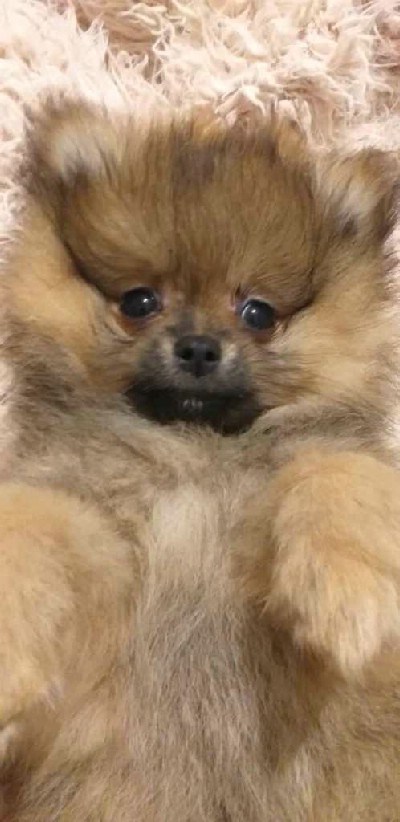 Pomeranian Spitz male