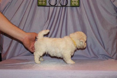 Bichon Frise 