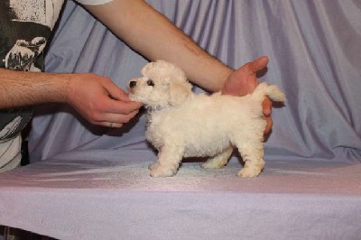 Bichon Frise 