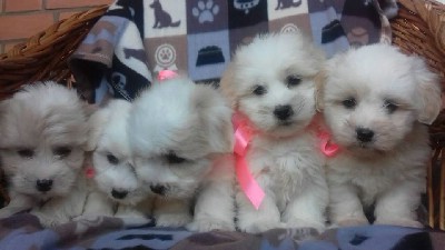 Coton de Tulear - Prelepi tenci 