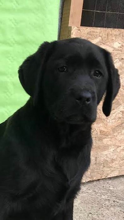 Labrador Retriver VRHUNSKI TENCI