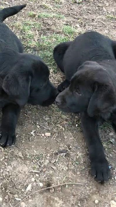 Labrador Retriver VRHUNSKI TENCI