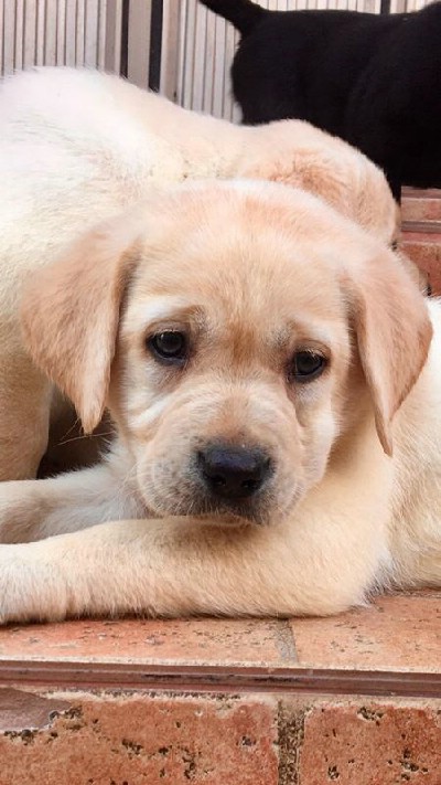 Labrador retriver stenci  