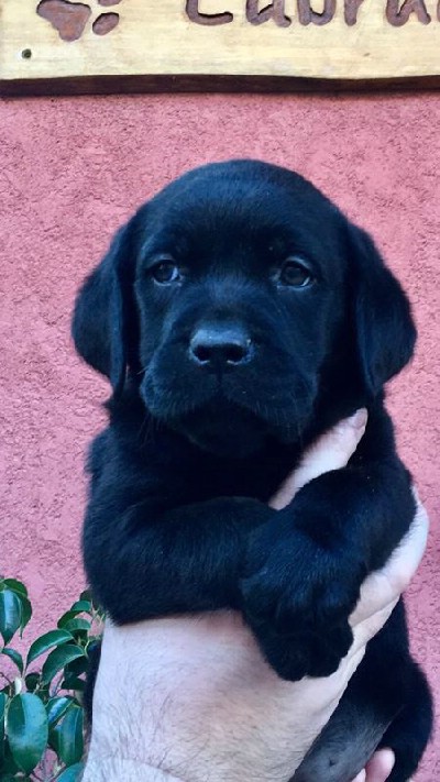 Labrador retriver stenci  