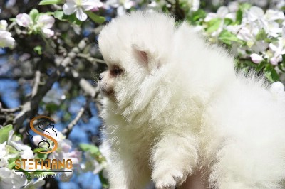 Pomeranac Boo prelepa mini zenka 