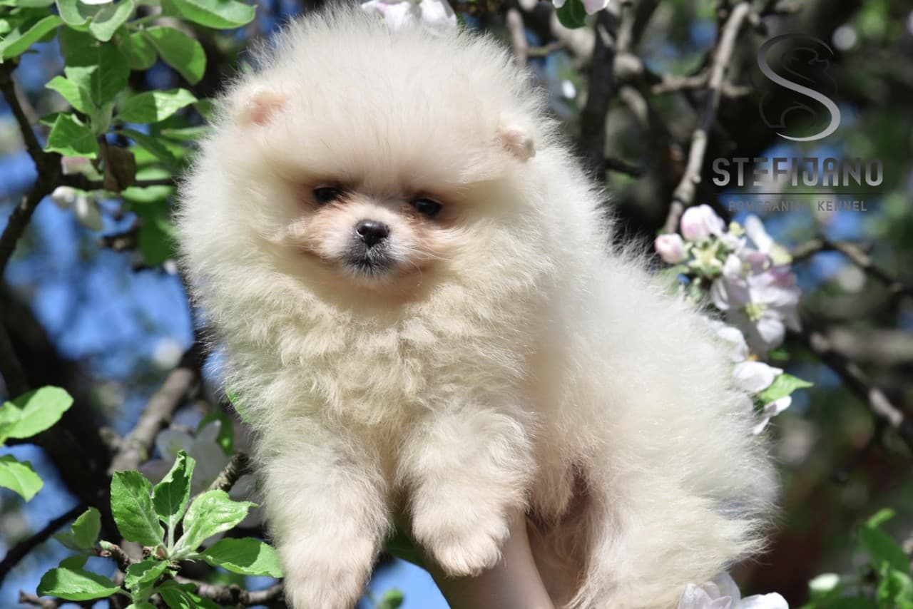 Pomeranac Boo prelepa mini zenka 