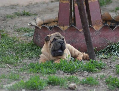 Shar Pei izvanredno leglo 