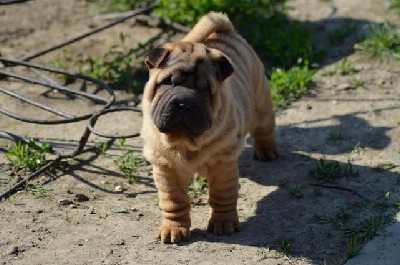 Shar Pei izvanredno leglo 