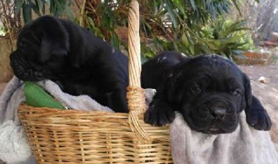 Cane Corso tenci od vrhunskih roditelja