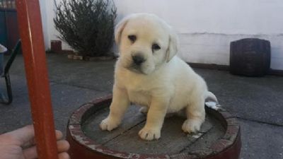 LABRADOR retriver