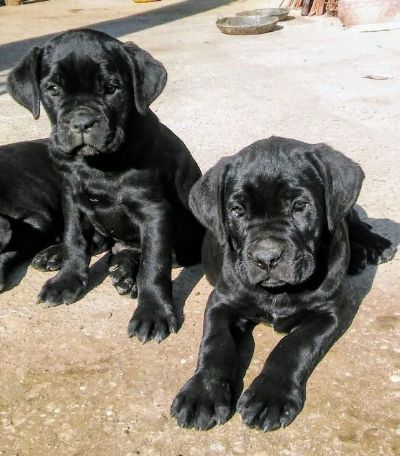 Cane corso