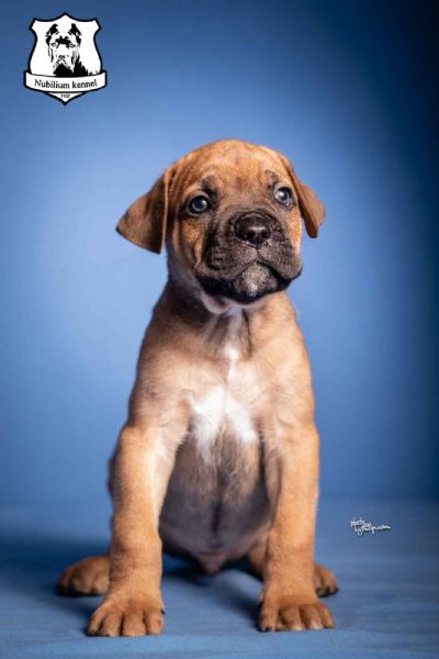 Cane Corso stenci iz odg. Nubilium