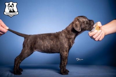 Cane Corso stenci iz odg. Nubilium