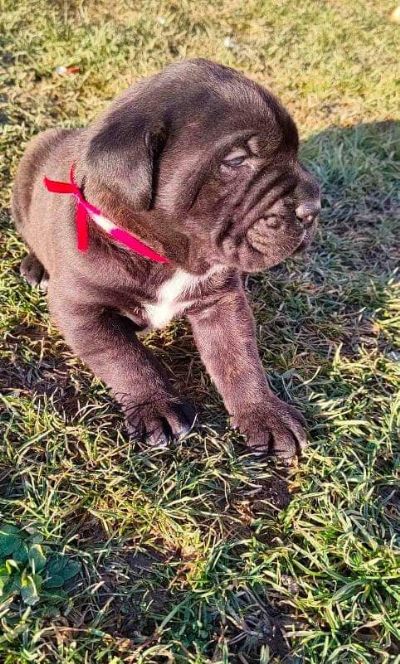 Cane corso