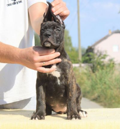 Cane Corso Kane Korso