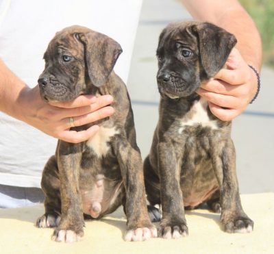 Cane Corso Kane Korso