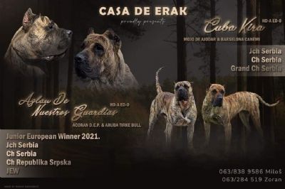 Presa Canario prelepi tenci