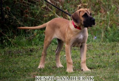 Presa Canario prelepi tenci