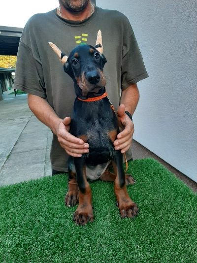 tenci dobermana 