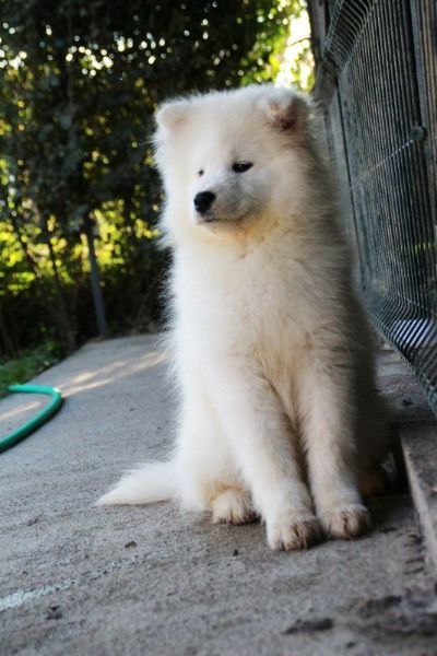 Samojed enka na prodaju