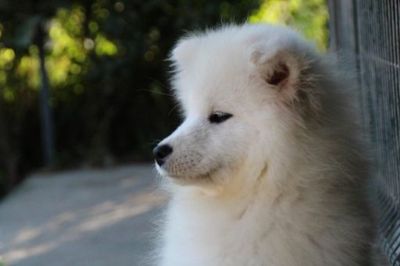 Samojed enka na prodaju