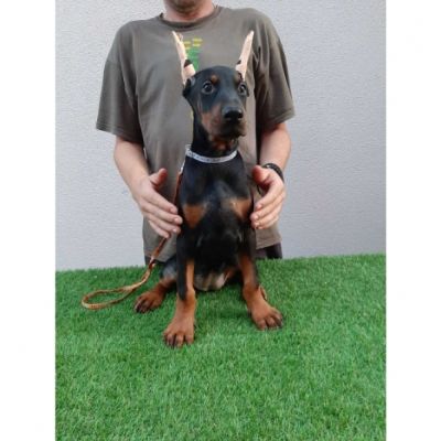 tenci dobermana 