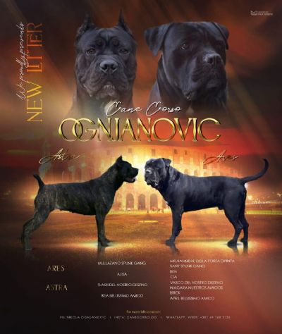 Cane Corso tenci