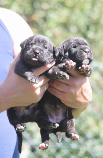 Cane Corso tenci