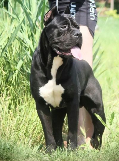 Cane Corso tenci