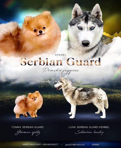 Pomsky PRELEPI stenci