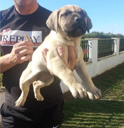 Presa Canario prelepi tenci